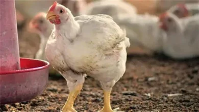 اسعار الدواجن