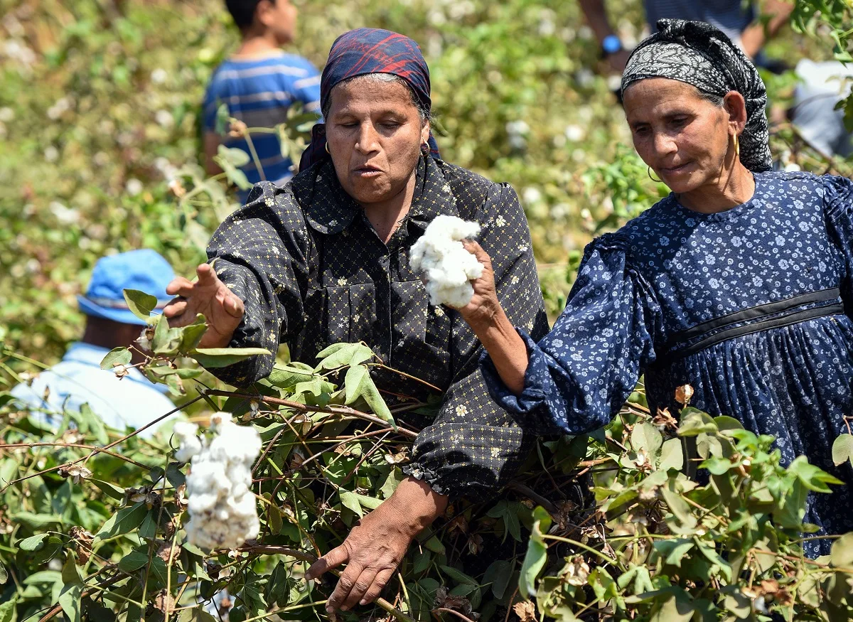 أسعار القطن