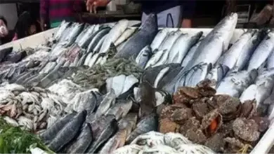 أسعار الأسماك