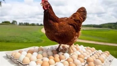 أسعار الدواجن والبيض
